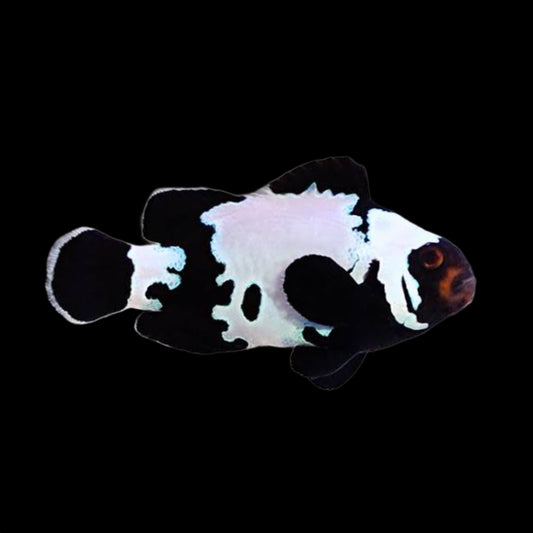 Clownfish - Black Snowflake - Obsidian Aquatics