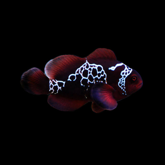 Clownfish - Lightning Maroon - Obsidian Aquatics