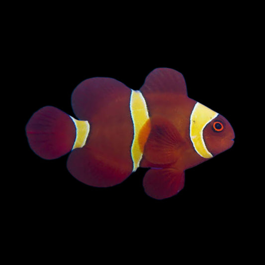 Clownfish - Maroon - Obsidian Aquatics