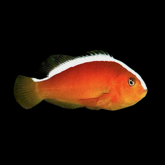 Clownfish - Orange Skunk - Obsidian Aquatics
