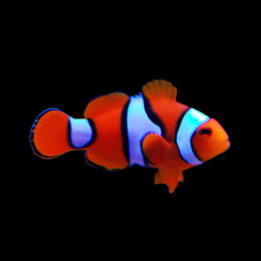 Clownfish - Percula - Obsidian Aquatics
