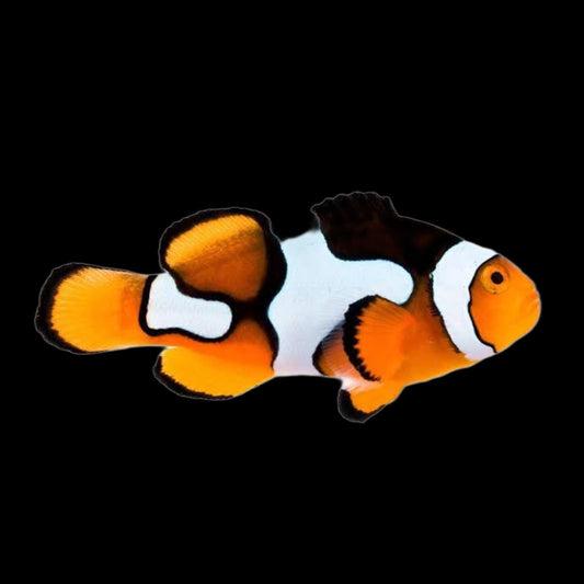 Clownfish - Picasso - Obsidian Aquatics