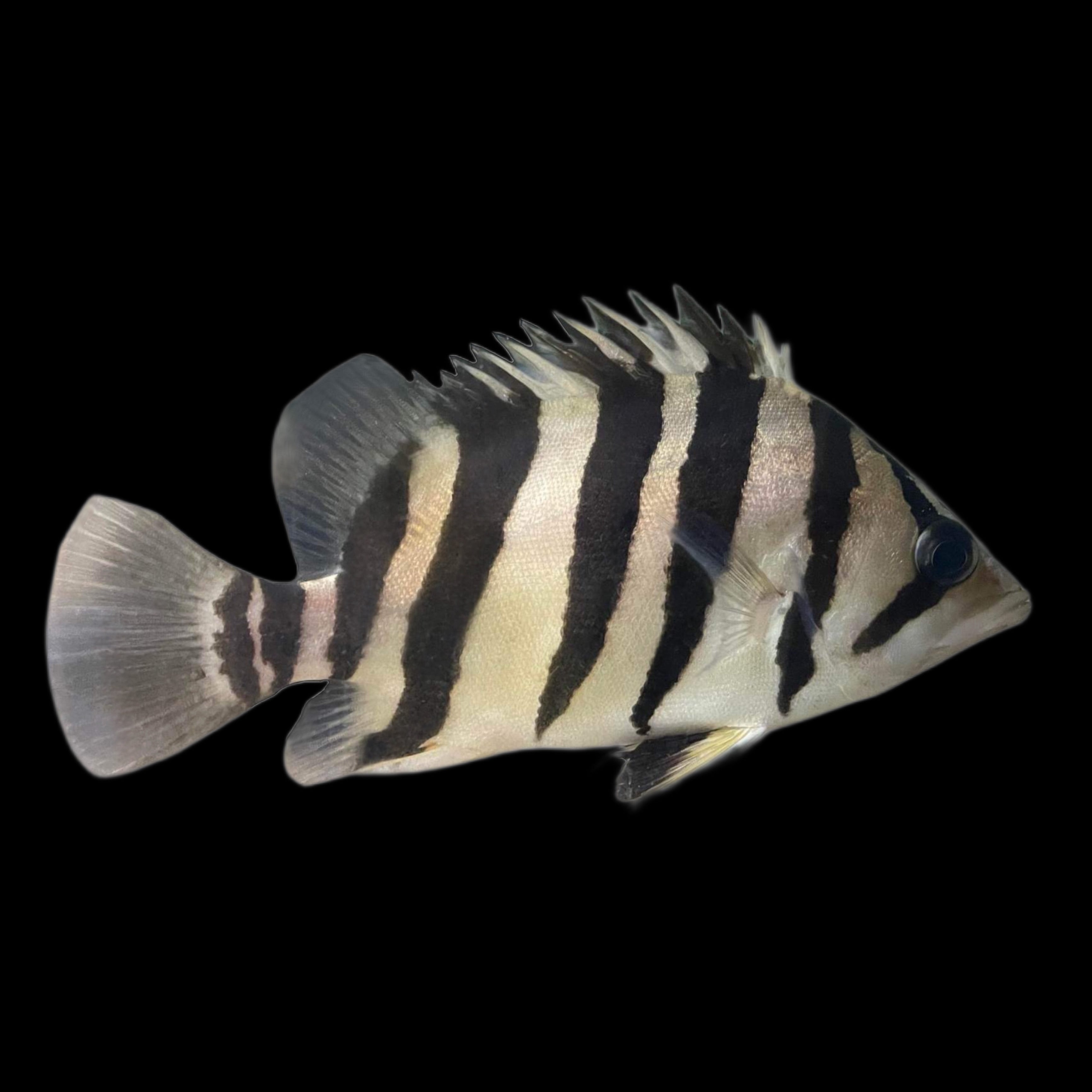 Datnoid – Obsidian Aquatics