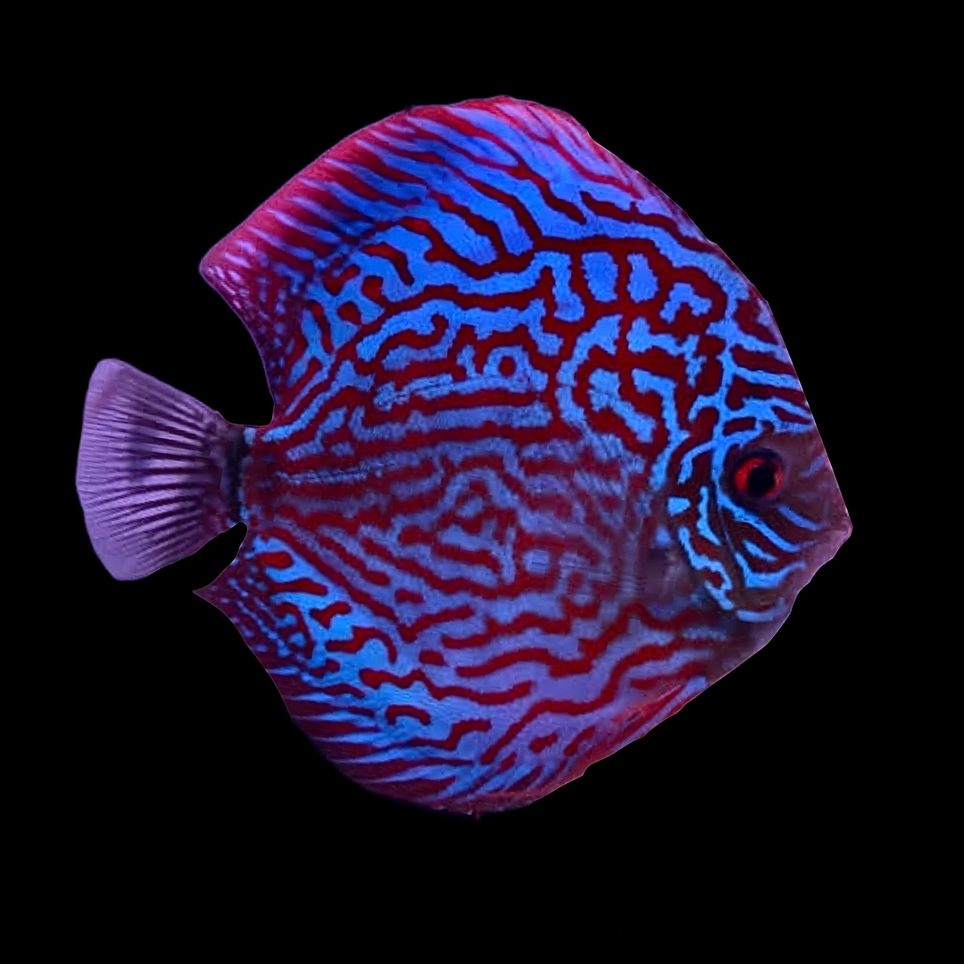 Discus - Red Turquoise - Obsidian Aquatics