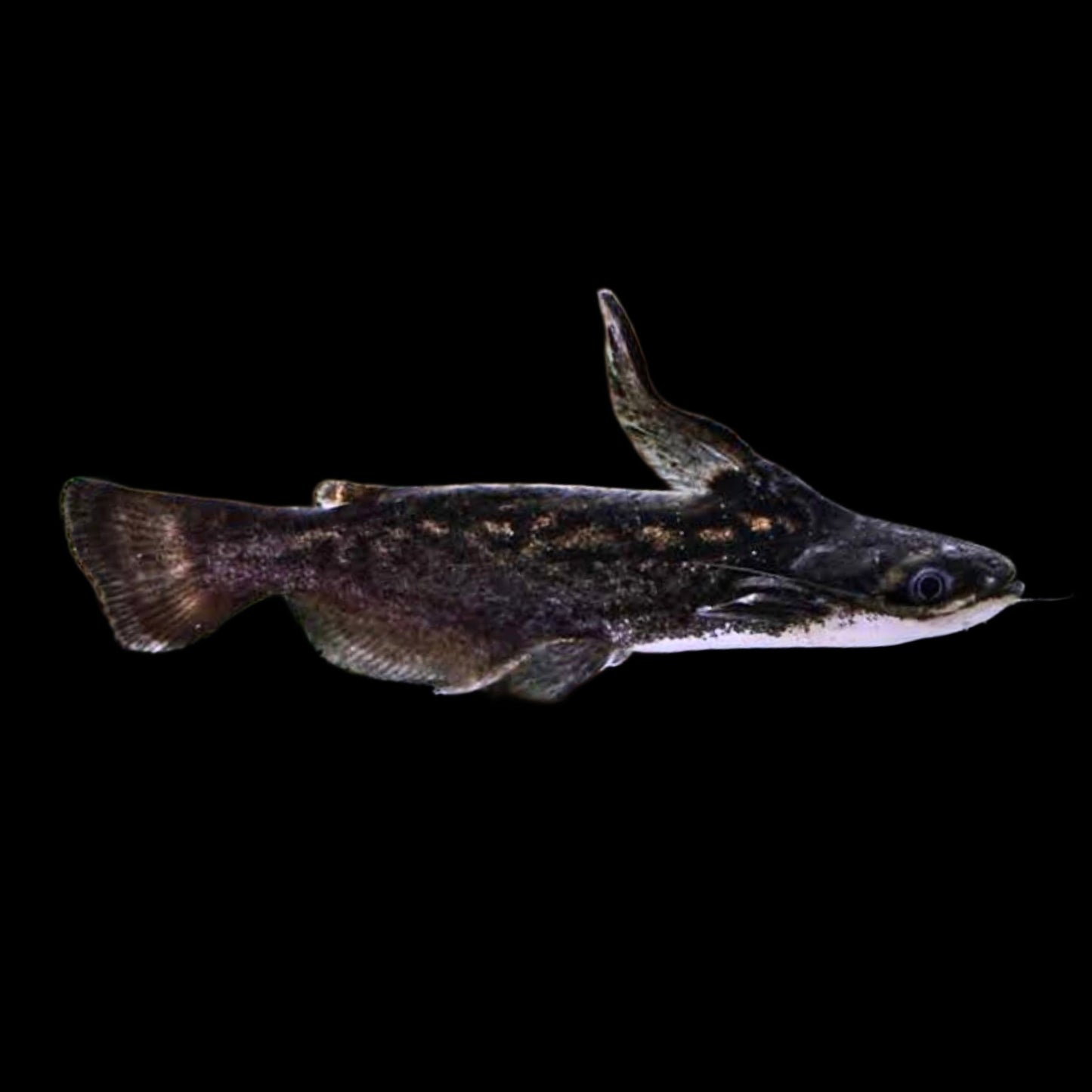 Driftwood Catfish - Obsidian Aquatics