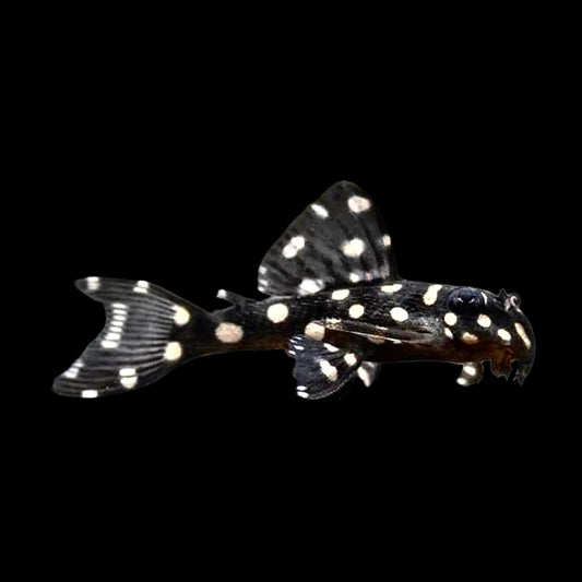 Dwarf Snowball Pleco L471 - Obsidian Aquatics