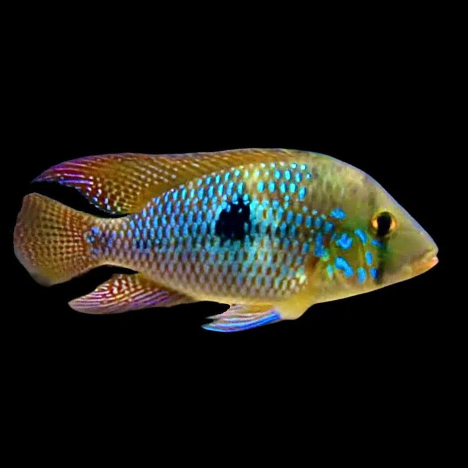 Geophagus Brasiliensis - Obsidian Aquatics