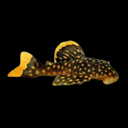Gold Nugget Pleco L018 - Obsidian Aquatics