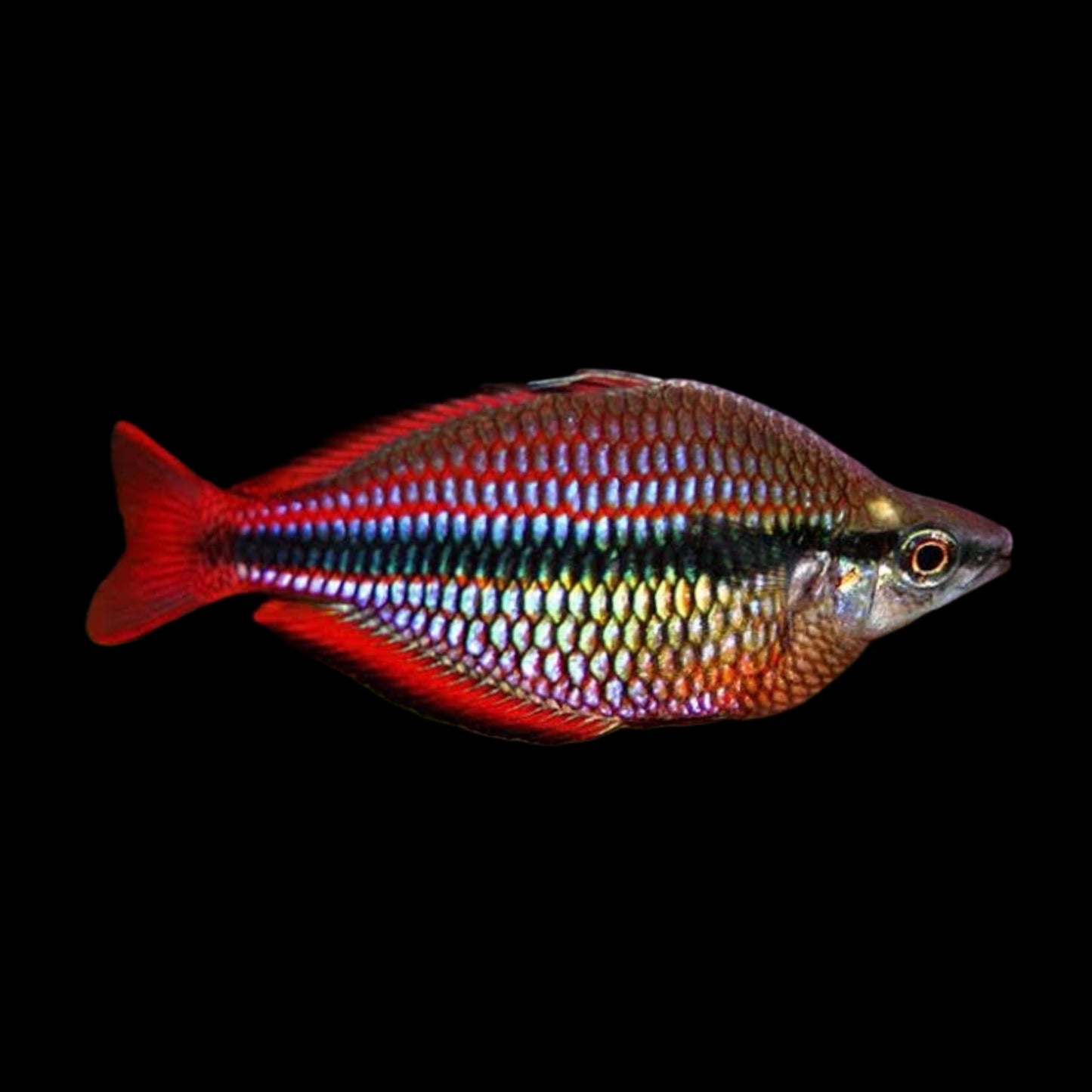 Goyder River Rainbow - Obsidian Aquatics