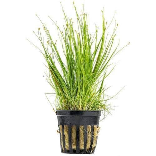 Hairgrass Pot - Obsidian Aquatics