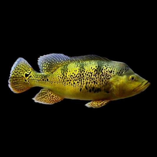 Kelberi Peacock Bass - Obsidian Aquatics