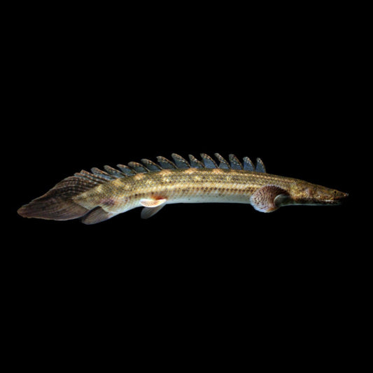 Lapradei Bichir - Obsidian Aquatics