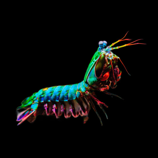 Mantis Shrimp - Obsidian Aquatics