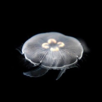 Moon Jellyfish - Obsidian Aquatics