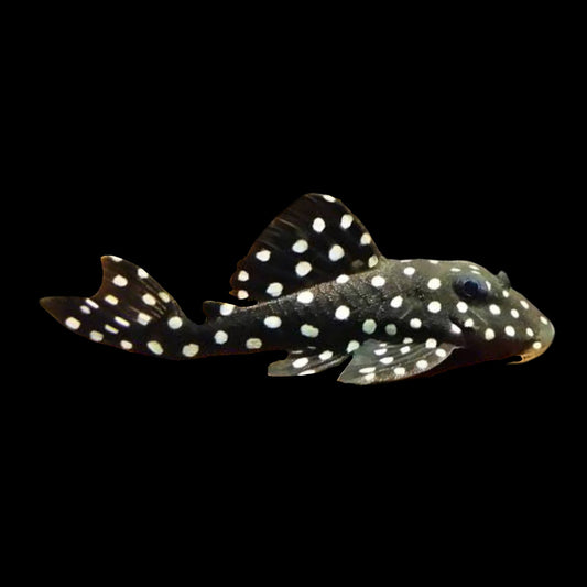 Orinoco Angel Pleco L201 - Obsidian Aquatics