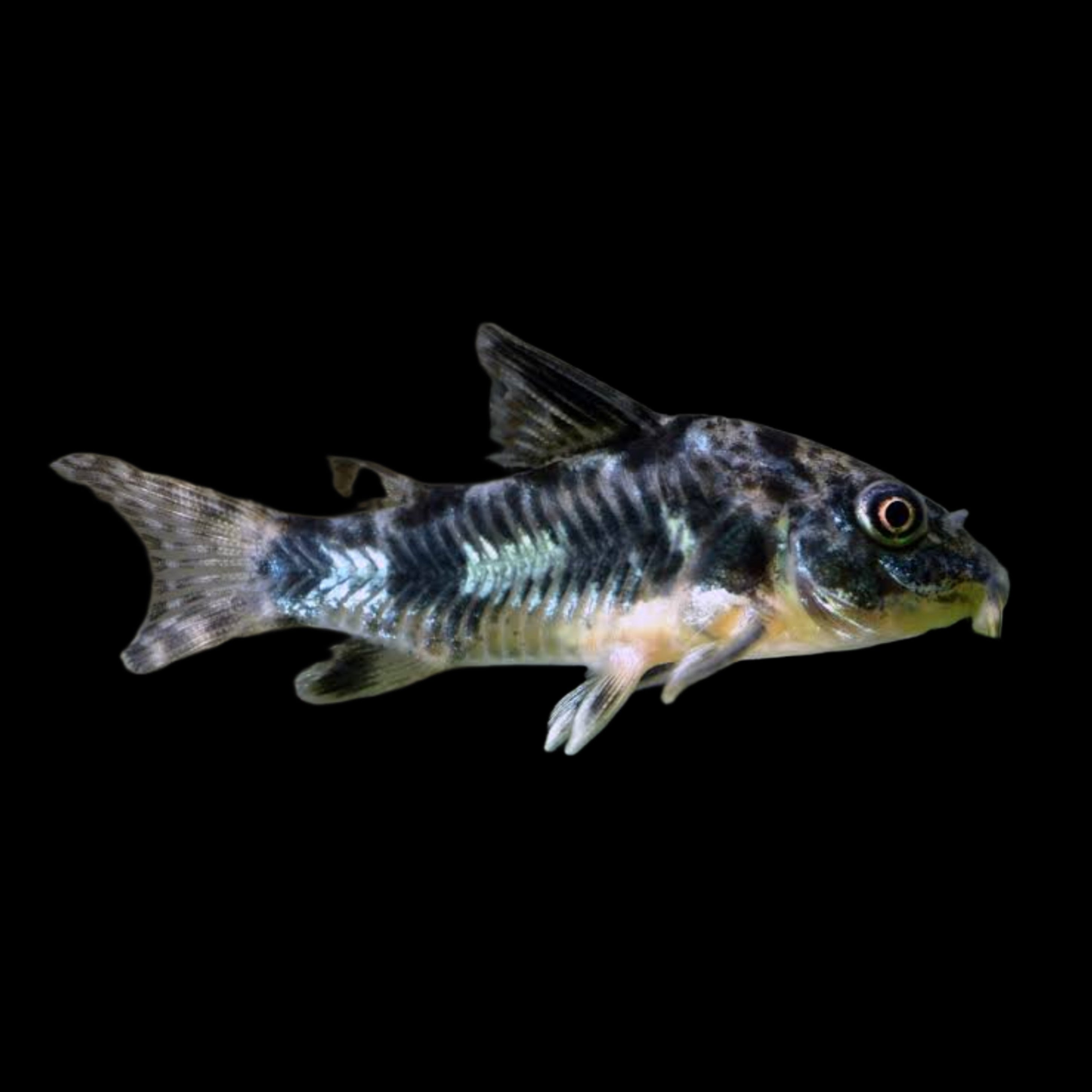 Peppered Corydoras – Obsidian Aquatics