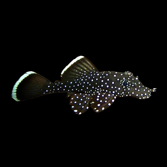 Peppermint Pleco L031 - Obsidian Aquatics