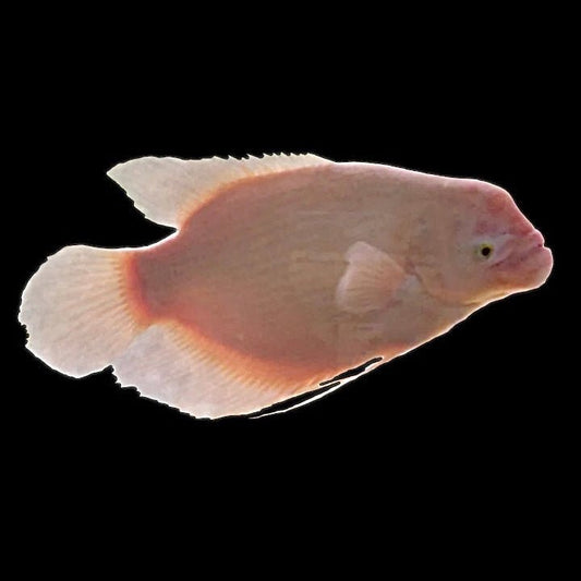 Pink Giant Gourami - Adult - Obsidian Aquatics