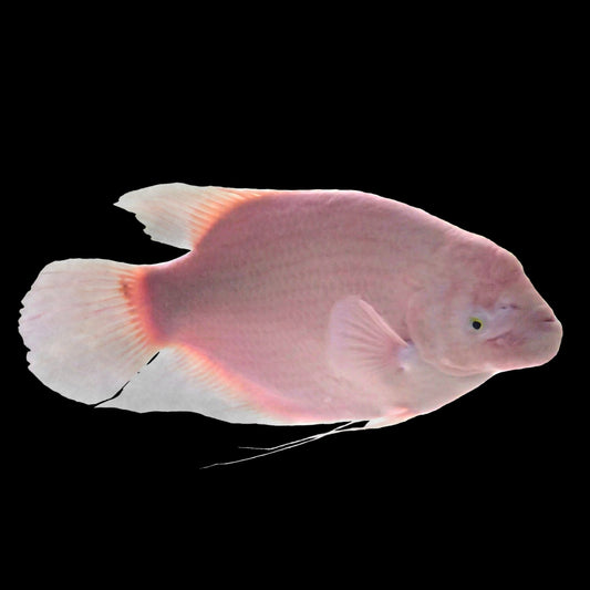 Pink Giant Gourami - Adult - Obsidian Aquatics