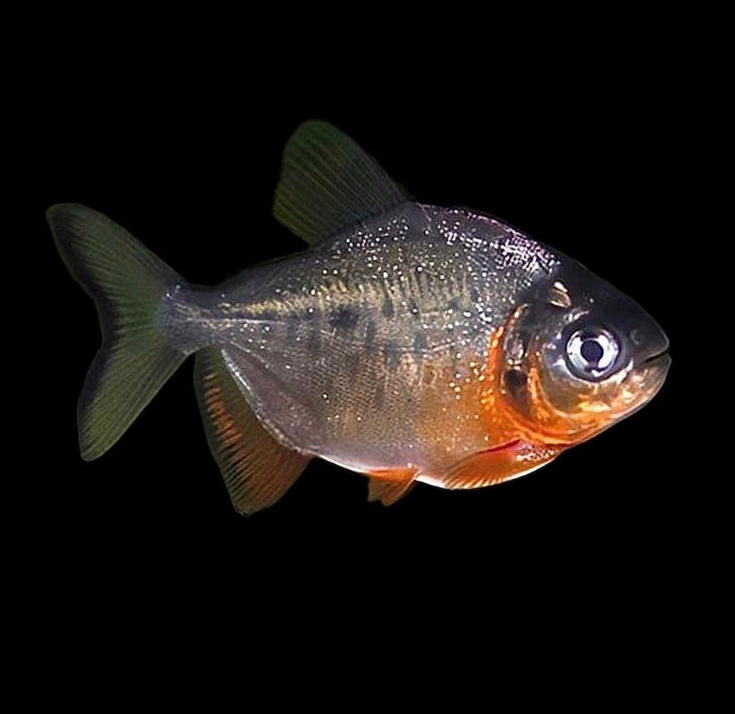 Red Belly Pacu – Obsidian Aquatics