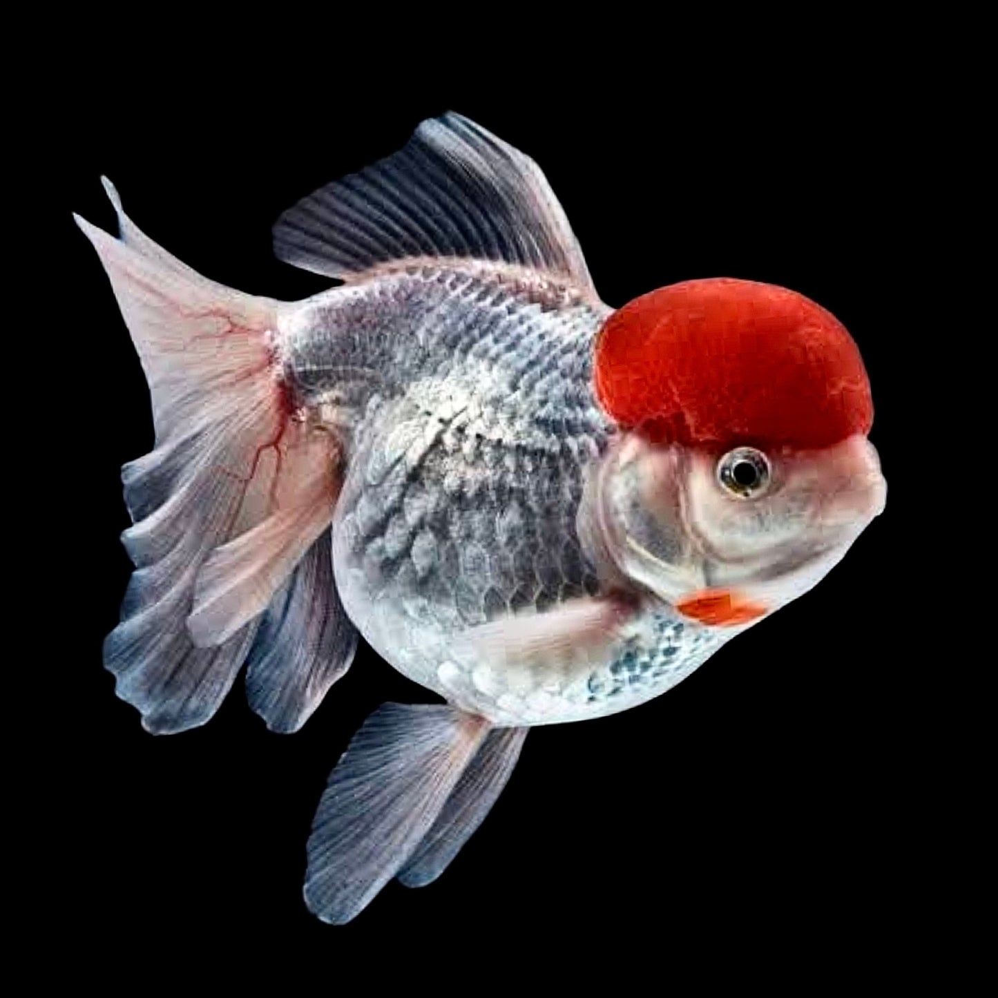 Red Cap Oranda - Obsidian Aquatics