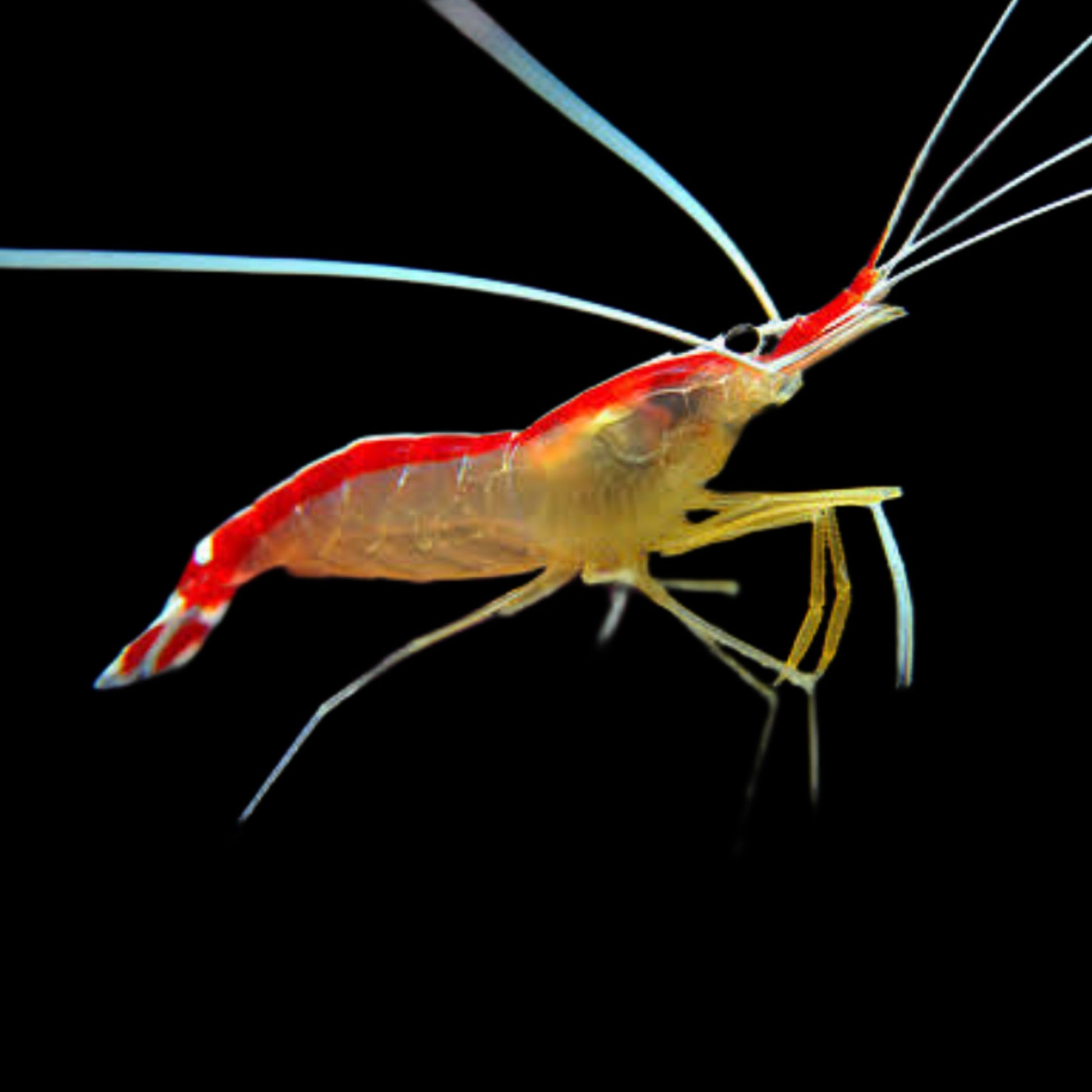 Red-Line Shrimp - Obsidian Aquatics