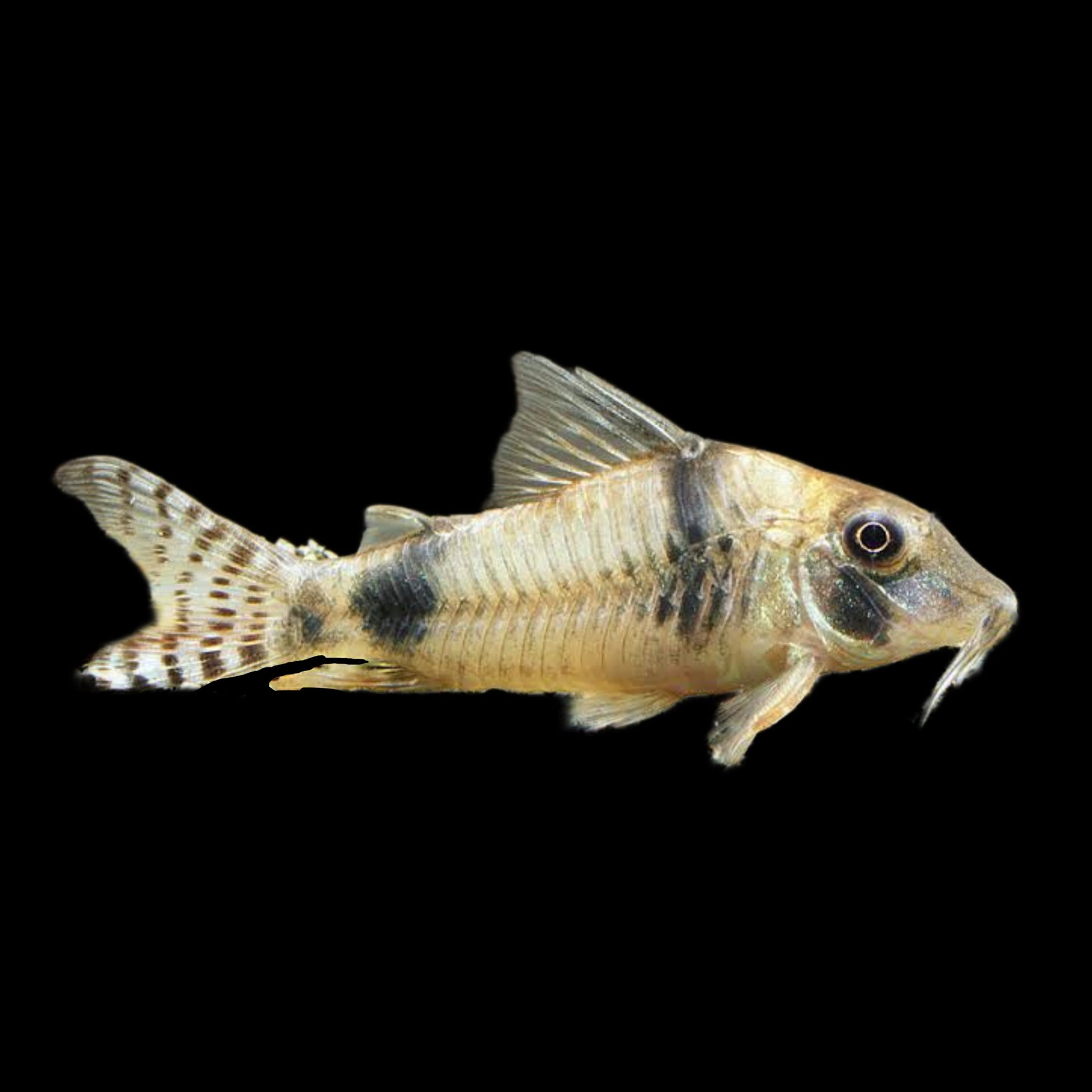 Reynoldsi Corydoras - Obsidian Aquatics