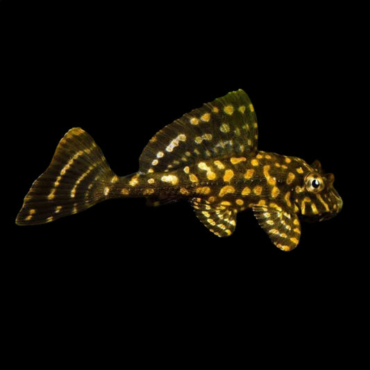 Sailfin Gold Spotted Pleco L001 - Obsidian Aquatics