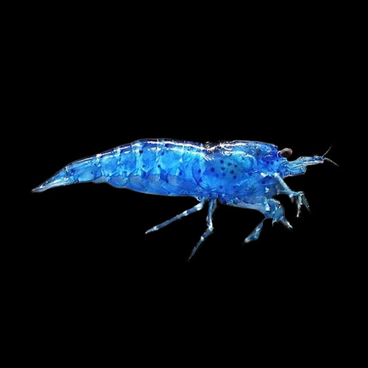Shrimp - Blue Dream - Obsidian Aquatics