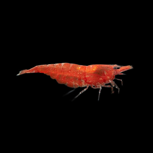 Shrimp - Cherry - Obsidian Aquatics