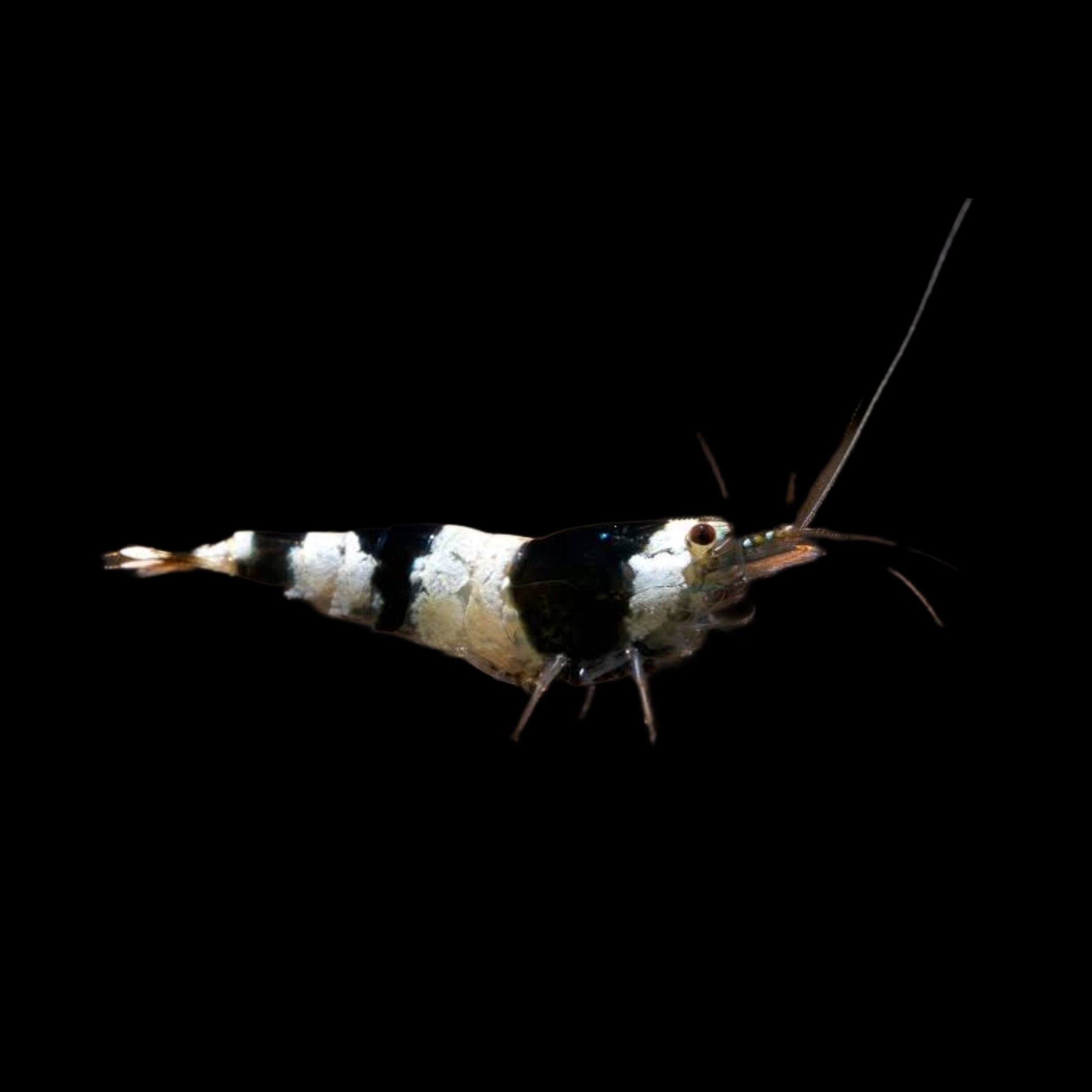 Shrimp - Crystal Black - Obsidian Aquatics