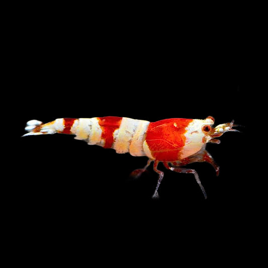 Shrimp - Crystal Red - Obsidian Aquatics