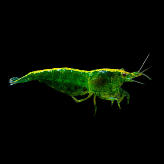 Shrimp - Green Jade - Obsidian Aquatics