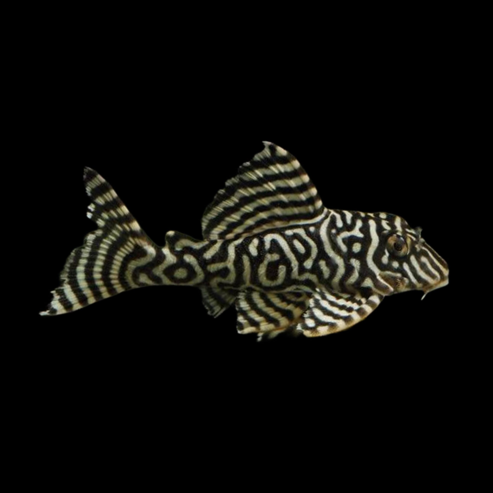 White King Tiger Pleco L333 – Obsidian Aquatics