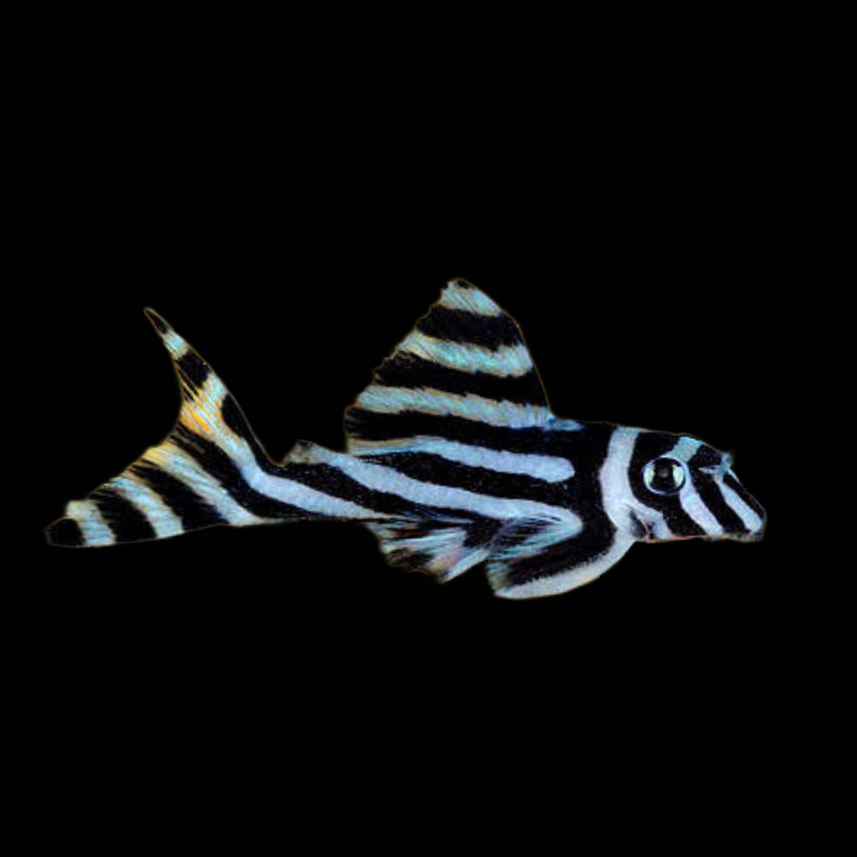 Zebra Pleco L046 – Obsidian Aquatics
