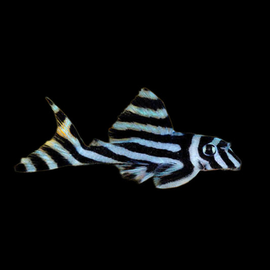 Zebra Pleco L046 - Obsidian Aquatics